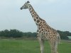Pictures of Kenya