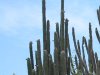 Baja California